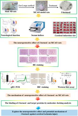 l-Borneol Exerted the Neuroprotective Effect by Promoting Angiogenesis Coupled With Neurogenesis via Ang1-VEGF-BDNF Pathway